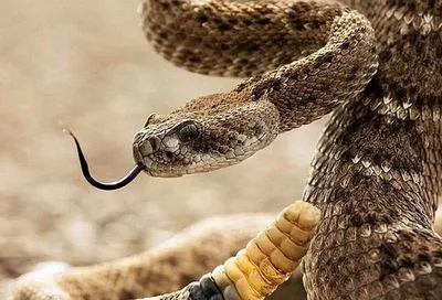 В Україні залишилося понад тисяча доз антитоксину проти зміїної отрути