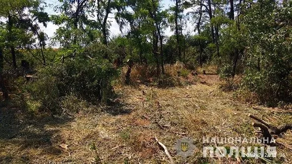 "Чорні лісоруби" закопали тіло загиблого у лісі колеги для уникнення розголосу