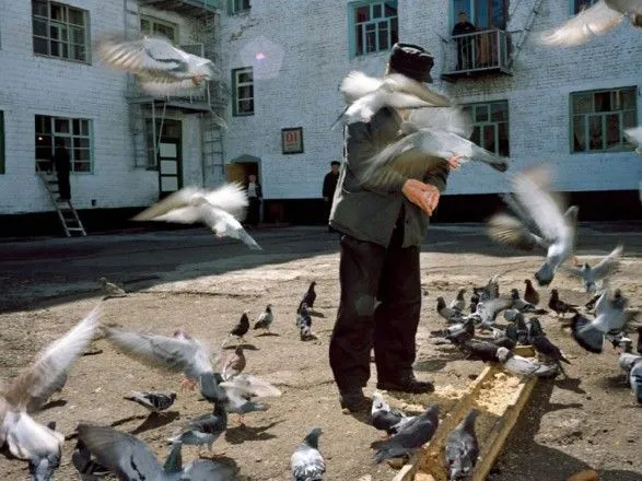 У російському місті ввели штрафи за годування голубів