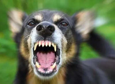 В Луганской области бешеная собака покусала двух людей