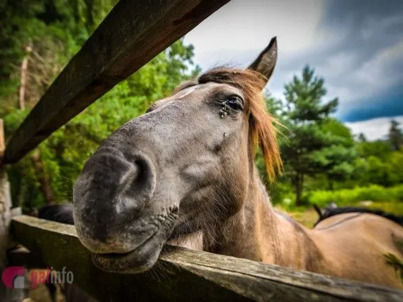 На Львівщині показали унікальних нащадків диких коней-тарпанів