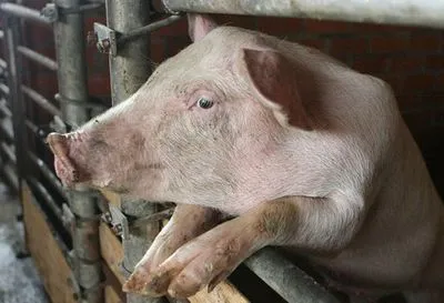 АЧС: Китай збільшить імпорт свинини на 75%