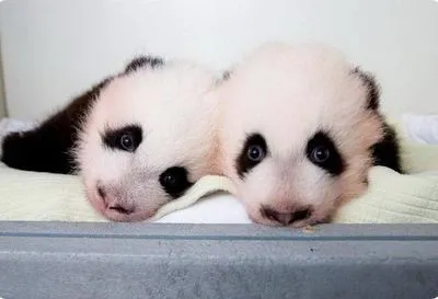 В Китае родились разнополые панды-двойняшки