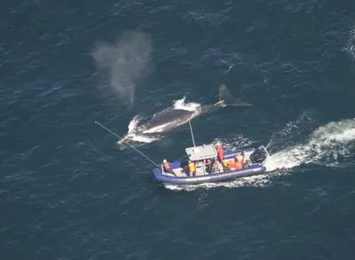 У Канаді врятували полярного кита, який заплутався в сітці