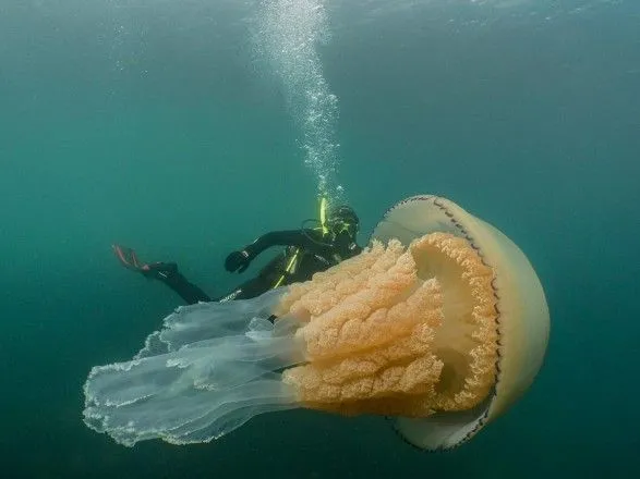 На узбережжі Британії помічені гігантські медузи
