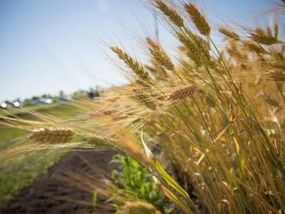 Украина за сезон экспортировала рекордное количество зерна