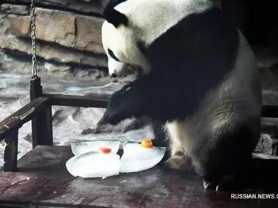 В Китае панда спасается от жары замороженными фруктами и кондиционером