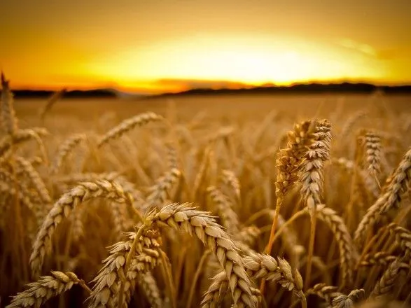 Аграрії зібрали майже 20 млн тонн зерна