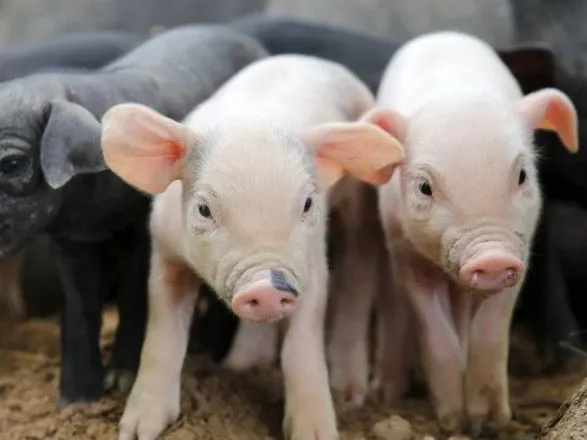АЧС: за рік поголів'я свиней в Китаї скоротилося на чверть