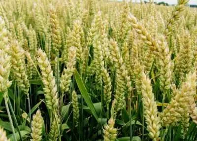 Засуха во время цветения озимой пшеницы негативно повлияла на урожайность - эксперт