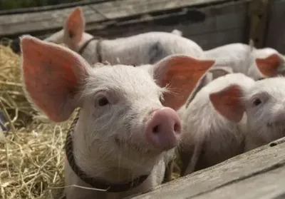 За месяц из-за АЧС свинина в Китае подорожала на 20%