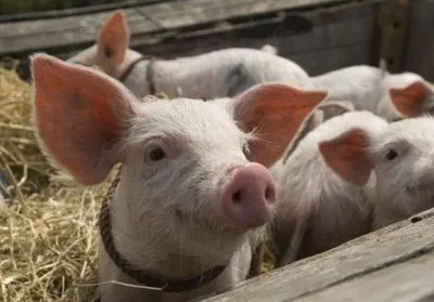За месяц из-за АЧС свинина в Китае подорожала на 20%