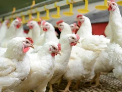 Єврокомісія назвала Україну топовим експортером курятини