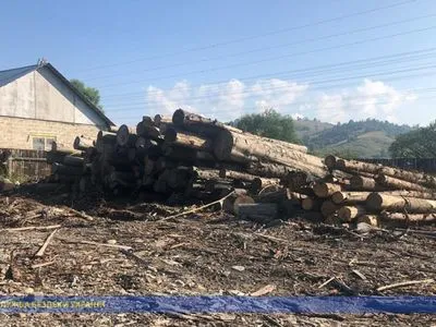 В СБУ рассказали подробности разоблачения схемы по хищению леса в Карпатах