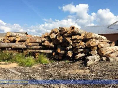 На Закарпатье блокировали хищение древесины из лесничества – Мендель