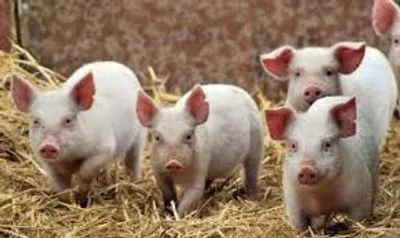 У Болгарії через АЧС знищили 17 тис. свиней