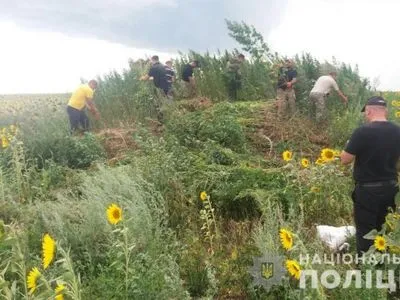 На Кіровоградщині виявили насадження коноплі на 3 мільйони гривень