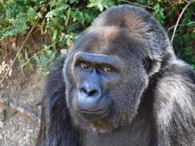 У США померла найстаріша в світі західна рівнинна горила