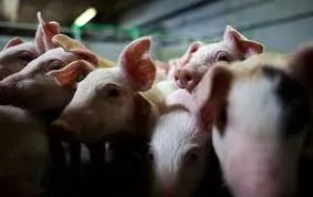 В Украине от АЧС застраховано лишь одно свинохозяйство