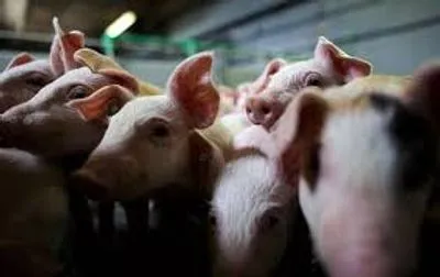 В Украине от АЧС застраховано лишь одно свинохозяйство