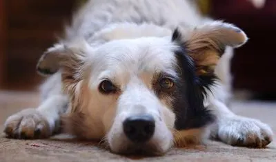 В США умерла "самая умная" в мире собака