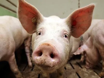 В Болгарии из-за АЧС уничтожат 40 тыс. свиней