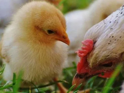 ЕС увеличил квоты для украинских экспортеров курятины