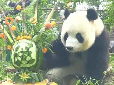 Панда Фэй Юнь отметила день рождение в китайском зоопарке