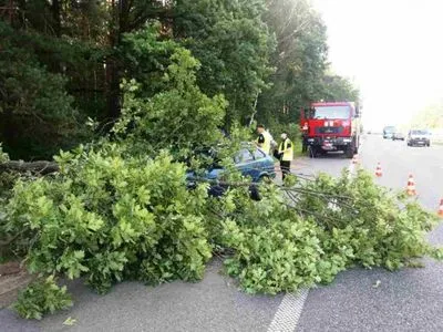 Непогода в Запорожской области повредила крыши 10 домов и повалила не менее 30 деревьев