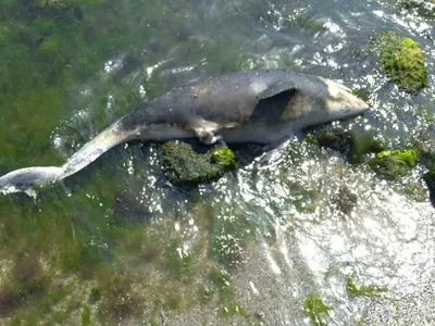 На пляже Одессы нашли мертвого дельфина