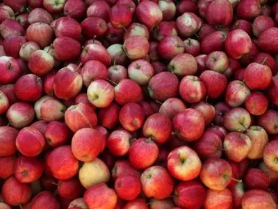 Експерт дав прогноз цьогорічному урожаю яблук