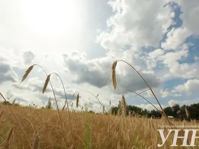 Жатва-2019: в Украине собрано почти 34 млн тонн зерна