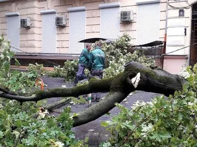 Непогода в Одессе: 15 обрывов электросетей и 22 поваленных дерева