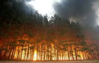 Названо регіони, де найчастіше горять ліси