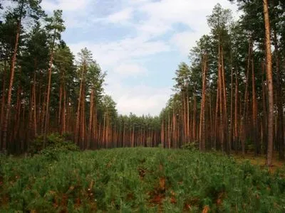 За полгода в Украине воссоздали почти 36 тыс. га леса