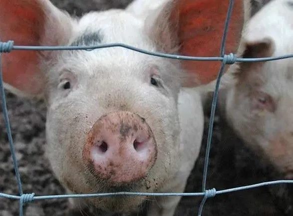 Через АЧС у Китаї загинуло більше 50% племінних свиней
