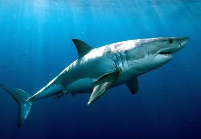 В сутки во Флориде три человека пострадали от нападения акул