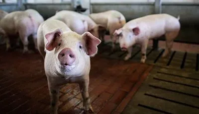 АЧС загрожує всій галузі виробництва свинини в Польщі