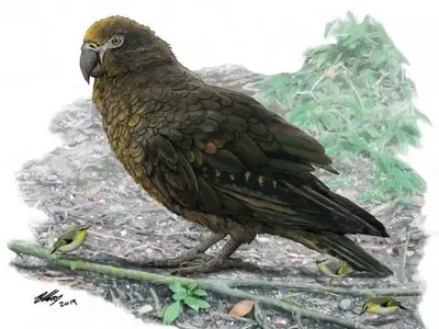 Учені виявили гігантського папугу-канібала