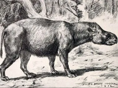 В Тулузе нашли челюсть носорога возрастом 24 млн лет
