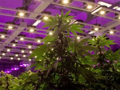 Люксембург планирует первым в Европе полностью легализовать марихуану