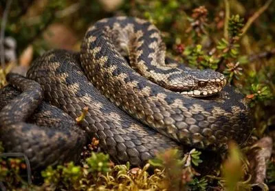 С начала этого года в Украине от укусов змей пострадали более 100 человек