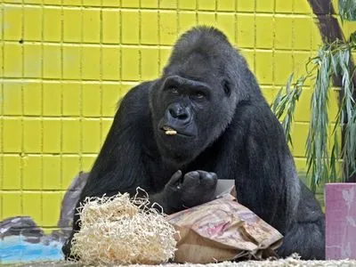 Единственная горилла в Украине отметила свое 45-летие