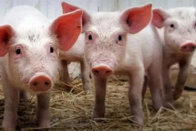 Через АЧС в Азії за рік загинуло майже 5 млн свиней - ООН