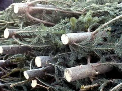 Зеленского просят запретить торговлю елками
