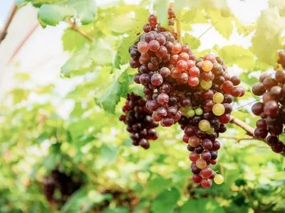 Експерт дав прогноз урожаю столового винограду