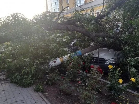 В Днепропетровской области дерево упало на три припаркованных автомобиля