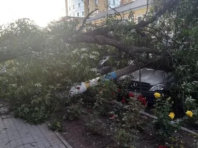 В Днепропетровской области дерево упало на три припаркованных автомобиля