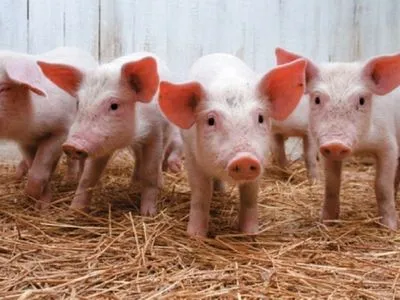 АЧС: ціни на свиней у Франції зросли вже на 22%