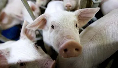 Экспорт бразильской свинины в Китай вырос на 25%